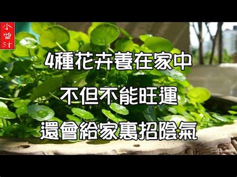 石蓮花風水|【石蓮花 風水】【風水秘笈】石蓮花的神奇風水作用，你一定要。